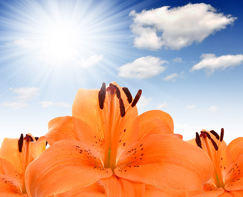 Tulips flowers  / first flowers