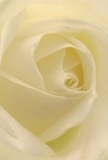 From the perspective of someone cradled within its spiraled petals, the soft heart of this cream-white rose reveals itself-an intimate portrait crafted by a passionate White City florist. Each petal moves outward with effortless flow, their matte textures kissed by the faintest glimmer of light, as if a gentle dawn is breaking over the rooftops near Shepherd's Bush Market. Subtle shadows create depth while the suggestion of morning dew lingers in the rose's curves, lending an aura of freshness and quiet renewal often found in the neighbourhood's tranquil corners. The scent, light and sweet, floats in the air-offering comfort and hope, whether for a heartfelt tribute, new beginnings, or silent admiration. This bloom's arrangement speaks to the thoughtful hands that gather each petal with purpose, transforming it into a symbol cherished by families throughout White City. You can sense the emotion and expertise poured into every detail-from the peach-ivory warmth of the inner petals to the fragile grace of the outer ones. Such a rose is a poetic gesture, perfect for conveying sympathy or love, as it captures not just the flower's beauty, but also the enduring artistry and compassion at the heart of local floristry.